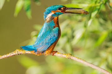 The common kingfisher (Alcedo atthis), also known as the Eurasian kingfisher and river kingfisher, is a small kingfisher.