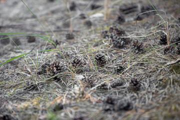 Pine cones in Estonian forests