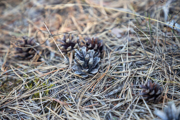 Pine cones in Estonian forests