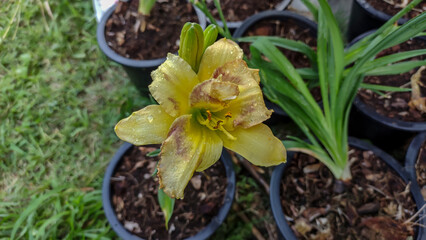 Close up photo of Day Lilly  and blurred background