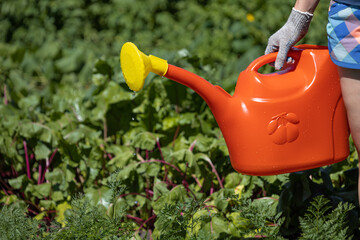 Fototapeta premium a man stands with a watering can in the garden near the beets