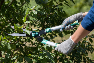 garden shears cut a diseased branch on a tree