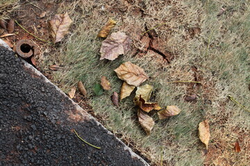 Dry leaves and dry grass on the edge of the asphalt road.