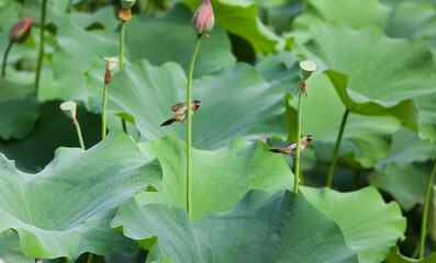Naklejka premium two birds perching on the lotus leaves