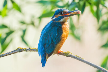 The common kingfisher (Alcedo atthis), also known as the Eurasian kingfisher and river kingfisher, is a small kingfisher.