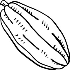 doodle freehand sketch drawing of cacao fruit.