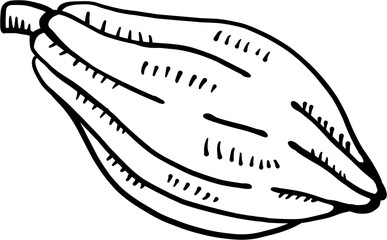 doodle freehand sketch drawing of cacao fruit.