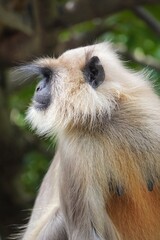 wild life