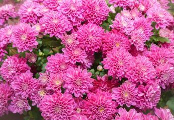 Close up of a bouquet of dark pink chrysanthemum flowers. Chrysanthemum pattern. 