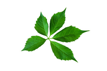 Naklejka na ściany i meble Green twig leaf isolated on white background. Cut out foliage branch