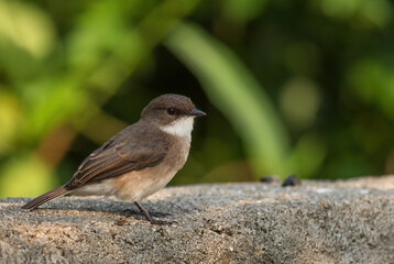 Swamp Flycatcher - Muscicapa aquatica, beautiful small brown perching bird from African woodlands and hills, Kibale forest, Uganda.