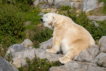 Naklejka na ściany i meble The polar bear (Ursus maritimus)