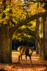 deer in autumn forest