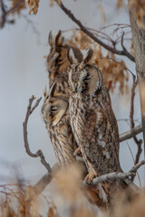 Long-eared Owl (Asio otus) perched on a tree branch