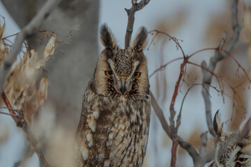 Long-eared Owl (Asio otus) perched on a tree branch