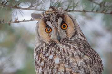 Long-eared Owl (Asio otus) sitting on a tree branch