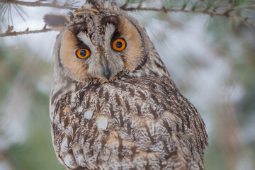 Long-eared Owl (Asio otus) sitting on a tree branch