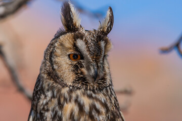 Long-eared Owl (Asio otus) sitting on a tree branch