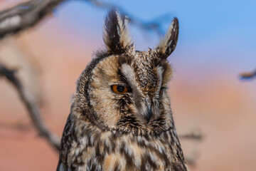 Long-eared Owl (Asio otus) sitting on a tree branch