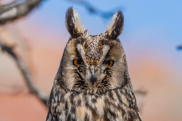 Long-eared Owl (Asio otus) sitting on a tree branch