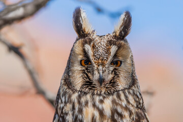 Long-eared Owl (Asio otus) sitting on a tree branch