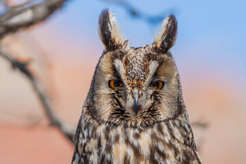 Long-eared Owl (Asio otus) sitting on a tree branch