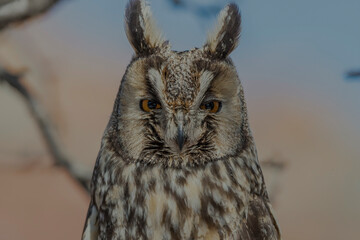 Long-eared Owl (Asio otus) sitting on a tree branch