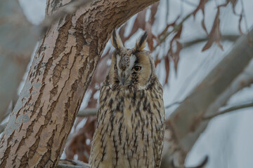 Long-eared Owl (Asio otus) perched on a tree branch