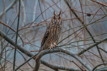 Long-eared Owl (Asio otus) perched on a tree branch