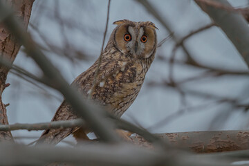 Long-eared Owl (Asio otus) perched on a tree branch