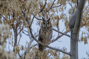 Long-eared Owl (Asio otus) perched on a tree branch