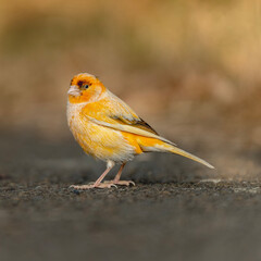 A golden bird