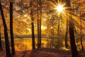 Bright sunbeams of the setting sun breaking through the beautiful autumn forest. Beautiful natural landscape. Calming and relaxing scene.