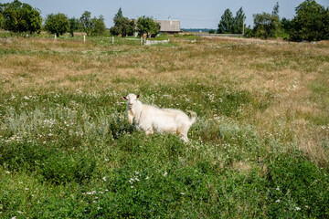 Obraz premium white goat on a meadow