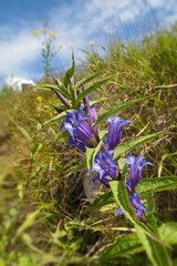 Schwalbenwurz-Enzian (Gentiana asclepiadea)