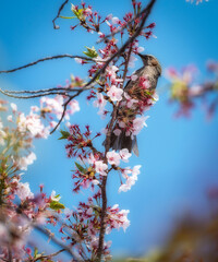 a bird is eating cherry blossom nectar on a tree branch.