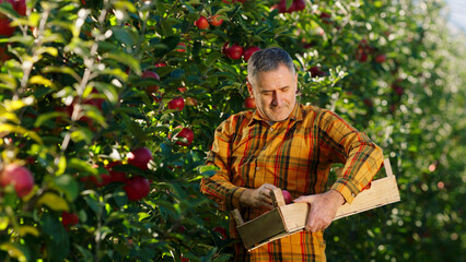 Early autumn in the organic apple orchard mature farmer man pick up the apple harvest in to the wooden chest
