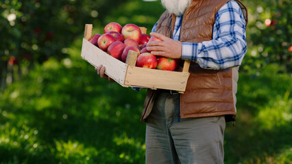 In the middle of organic orchard farmer man old looking take the wooden chest and carefully arrange...
