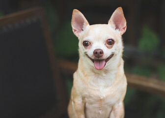 fat brown short hair  Chihuahua dog stadning  on black vintage armchair in the garden,  smiling and looking at camera.