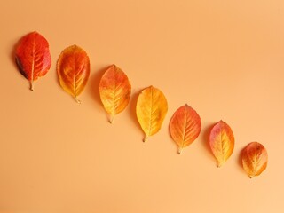 Seven yellow-red leaves of trees on an orange background are located in the center in a row diagonally