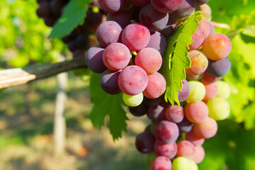 ripening bunch of grapes in the vineyard on a sunny evening in Germany