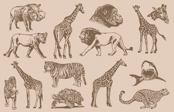 Graphical vintage  set of wild African animals, vector illustration.Aquatic and savanna animals