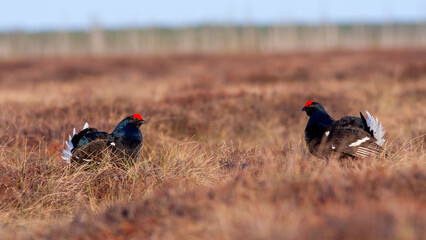Two Black grouse fight on the bog. Lekking Black Grouse, Tetrao tetrix, in bog. Spring mating season in the nature.