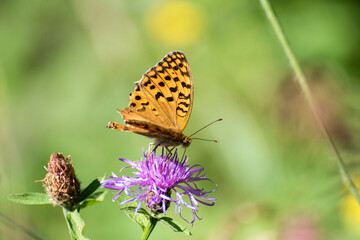 Bonita mariposa en una flor
