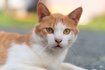 見つめる猫　茶トラ白