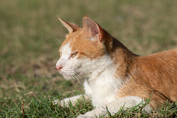 見つめる猫　茶トラ白