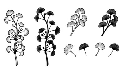 Ginkgo biloba leaves. Set Vector illustration of ginkgo leaf hand drawing on white backgrounds. Elements for logo design, pattern. Botanical line art style
