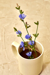 chicory powder and chicory flowers in a coffee mug