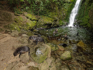 New Zealand fur seal pups in a nursery playing under a waterfall