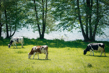 cows in the field